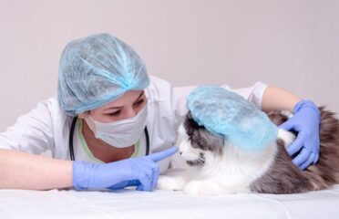 Boulevard Pet Hospital